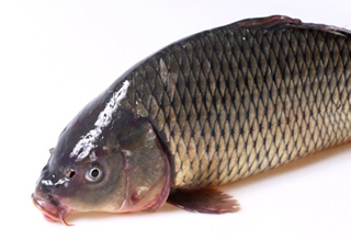 野釣鯉魚應使用什么餌料？