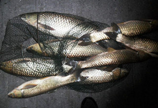 春季自制韭菜餌料釣草魚的絕招