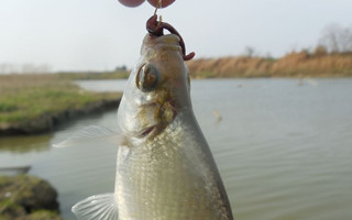 淺談纖細蚯蚓釣魚的妙用