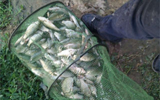 自制釣鯉魚發酵玉米粒配方