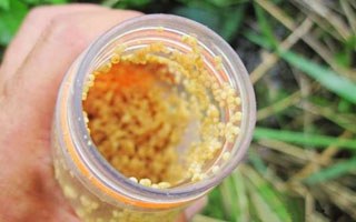 簡單廉價的野釣餌料配方與酒米的泡制