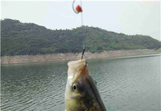 自制黑坑偷驢餌，還怕偷不到驢嗎