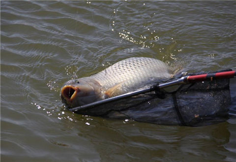 適合野釣的六款自制魚餌窩料配方