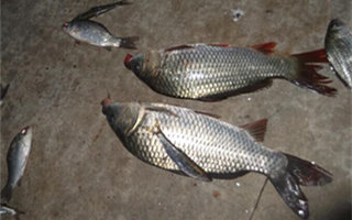 釣鯽、鯉魚的蛋奶魚餌配方制作