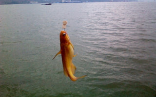 江釣黃顙魚的秘制豆腐餌制作方法