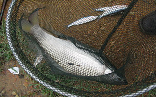 夏秋季節釣鯪魚的窩料釣餌配方
