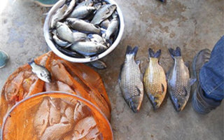 野釣實用的三款自制鯽魚餌料配方分享