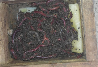 [佳餌征帖] 油嗆蚯蚓的制作和使用