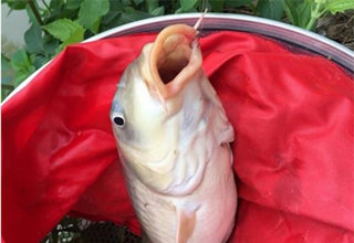 春季野釣大鯉兩種終極必殺餌