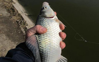自制釣鯉、鯽、草等魚的通用餌配方