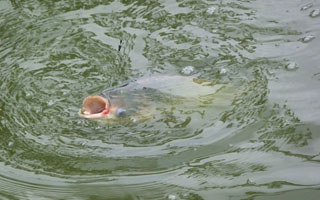 釣友分享夏季釣鰱鳙魚的自制餌料配方