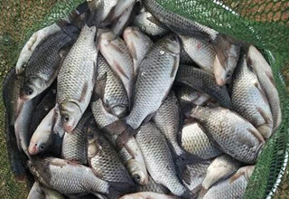 夏季釣鯽魚純天然紅薯餌料配方
