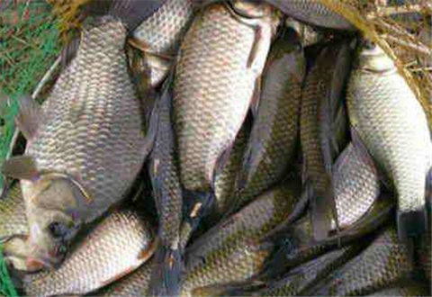 釣鯉魚必備餌料，讓你成功爆戶