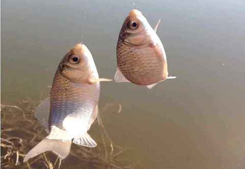 還用蚯蚓釣魚? 用大蒜會什么樣呢?