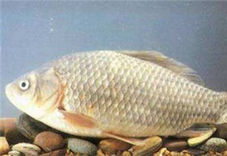 正確認識釣魚小藥，靈活運用