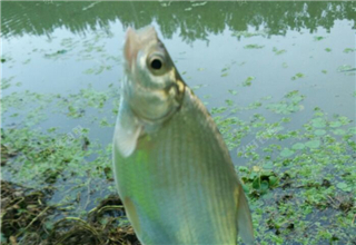 四款大蒜味魚餌的制作方法