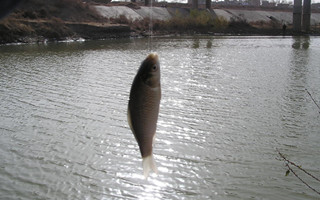 簡單易做的野釣鯽鯉魚窩料配方