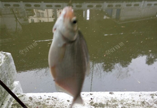 3種不同情況下的誘魚方法