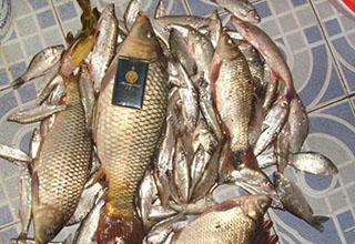 水庫野釣大鯽魚鯉魚的高效窩餌配方