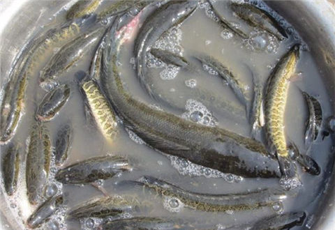 使用釣魚小藥添加劑的技巧和注意事項