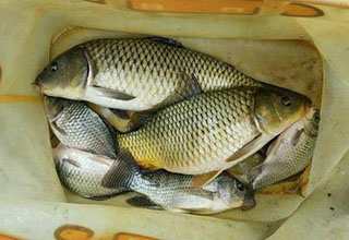 效果極好：釣鯉魚窩料藥酒配方分享