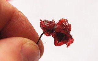 紅蟲餌料的保存與穿鉤法分享