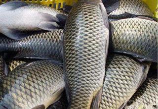 自制10塊錢輕松搞定釣鯉魚餌料配方