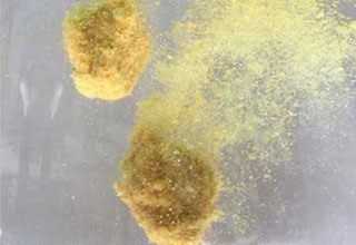 黑坑釣鯉魚的小黃面配方公式篇分享