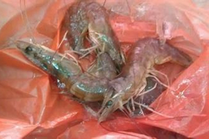 海釣三種常見餌的用法技巧