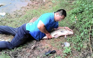 野釣大魚的玉米面釣餌和酒米窩料制作