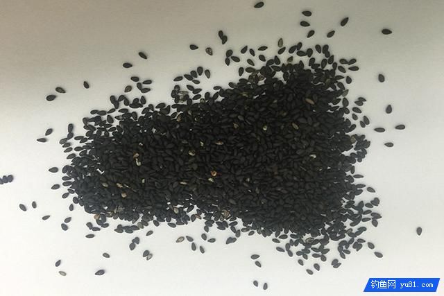 蝦條加上這些料做成釣魚餌料 一上午漁獲30斤