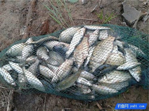 【傳釣學堂】自制“五香”釣魚藥酒添加劑,又便宜又好用