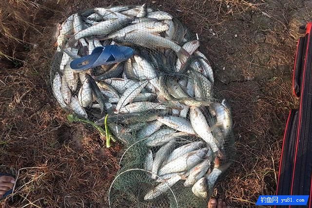 蝦條加上這些料做成釣魚餌料 一上午漁獲30斤