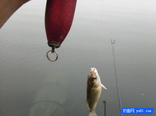 小米不拿來泡酒米？這個才是用小米釣魚的正確方法
