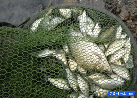 小米不拿來泡酒米？這個才是用小米釣魚的正確方法