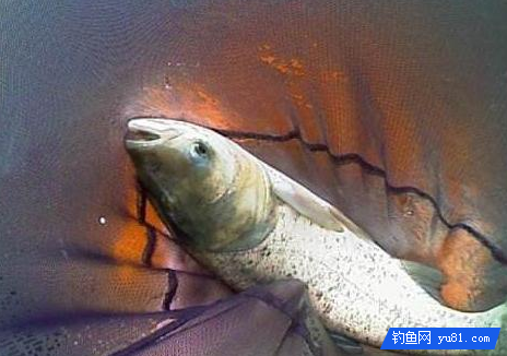 釣魚中餌料的用途，白粉和粘粉不一樣