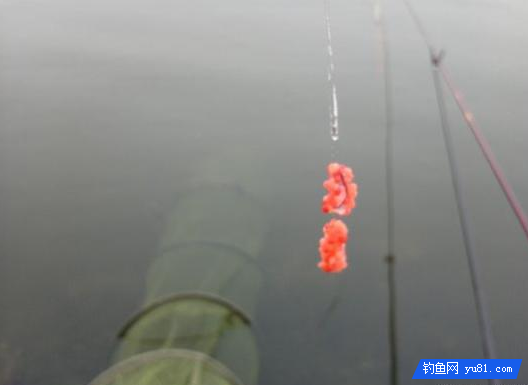 小米不拿來泡酒米？這個才是用小米釣魚的正確方法