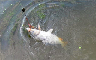 釣友分享海竿爆炸鉤釣鯉魚的餌料配方