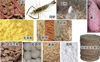 手、海竿釣鯪魚的餌料配置技巧