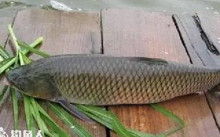 釣草魚應該用什么誘餌打窩好