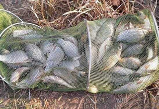 自制釣鯽魚窩料，狂釣61斤魚獲