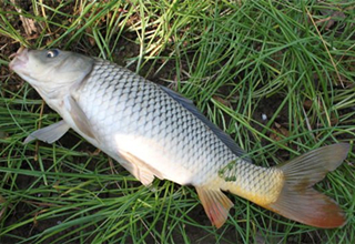 3款野釣大魚簡單好用的魚餌