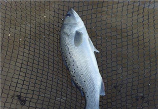 超詳細民間自制釣魚小藥配方