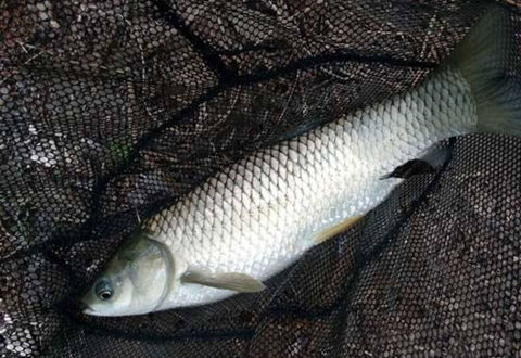 芹菜餌料釣草魚有奇效，上魚不停