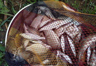 夏季自制釣鯽魚的必殺窩料配方
