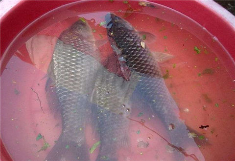 有幾種蔬菜水果，釣魚的時候可以試試