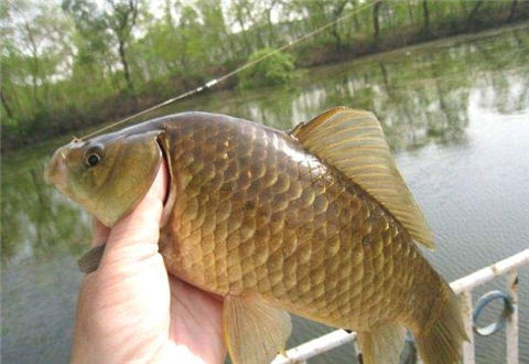 超實用的野釣鯽魚配方