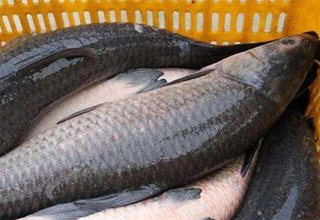 自制釣鳊魚，草魚和青魚的葡萄餌料
