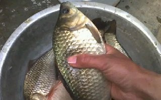 一款廉價且特別的釣鯽魚誘餌配方