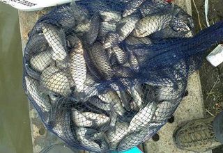 獨家絕招：春季自制血餌餌料水庫釣鯽魚